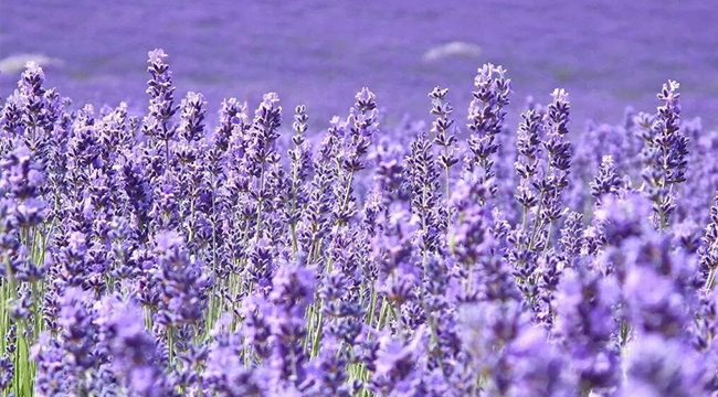 20250515090403 20250515090403